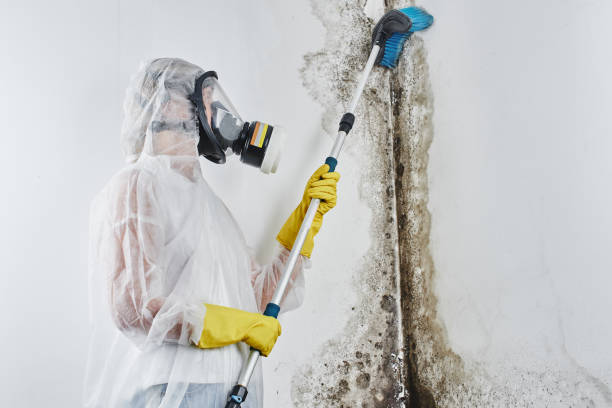 Best Mold Removal Specialists  in Fayetteville, TN