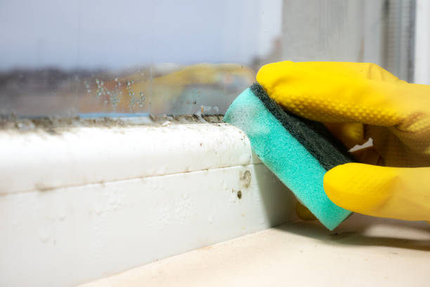 Best Toxic Mold Removal  in Fayetteville, TN