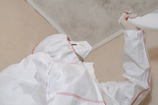 Best Certified Mold Removal  in Fayetteville, TN