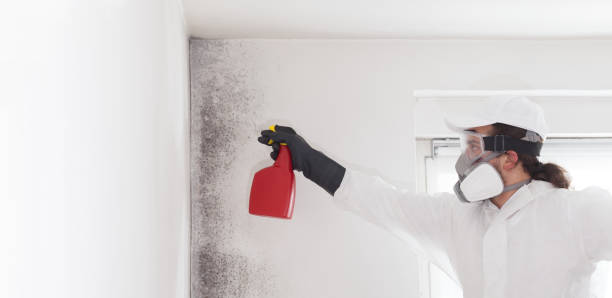 Best Attic Mold Removal  in Fayetteville, TN