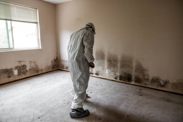 Best Residential Mold Removal  in Fayetteville, TN