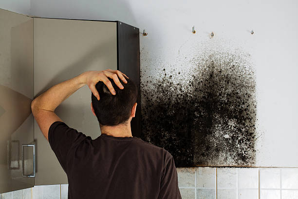 Best Black Mold Removal  in Fayetteville, TN